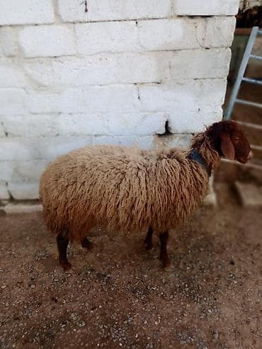 damaz: Erkək, Qala, il: 1, Damazlıq — 1