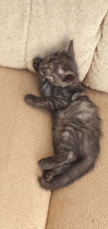 pişik satışı ucuz: Tabbi, Erkək — 2