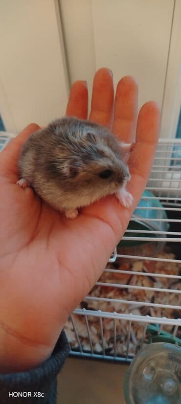 Dwarf hamster – ev heyvanı - Növ: cırtdan (dwarf) hamster - Rəng