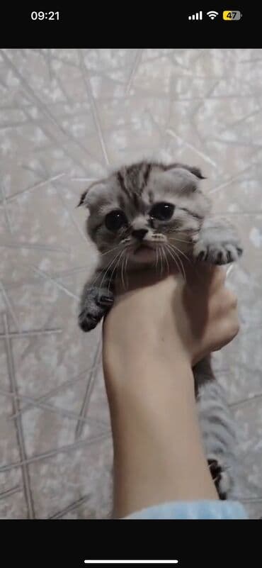 pişik etibarlı əllərə verilir: Şotland yastı qulaq, Erkək, Dişi, Yaxşı əllərə, Ünvandan götürmə, Ödənişli çatdırılma, Rayonlara çatdırılma — 2