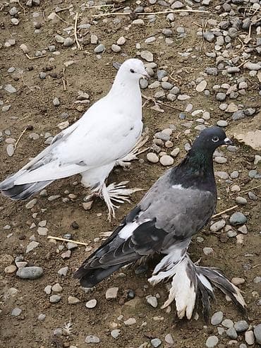 heyvan oyuncaqlari: 4 ədəd quşdu iki erkək iki maya lələkli oynaq quşlardı təzə — 1