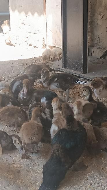 satılan atlar: Salam sort lala ördək balaları satılır q öküz . valanda . zumrudu — 5