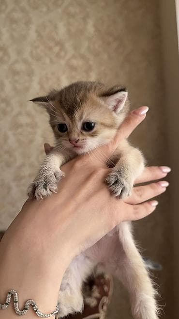 ev heyvani: Qızıl şinşilla, Erkək, Dişi, Ünvandan götürmə, Pulsuz çatdırılma — 1