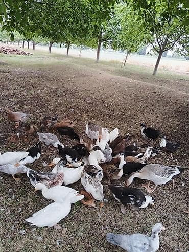 Kənd təsərrüfatı quşları: Tebiyi seraytde böyümeş öreylerdi 3 ayın kecibler 30 35 dene si — 6