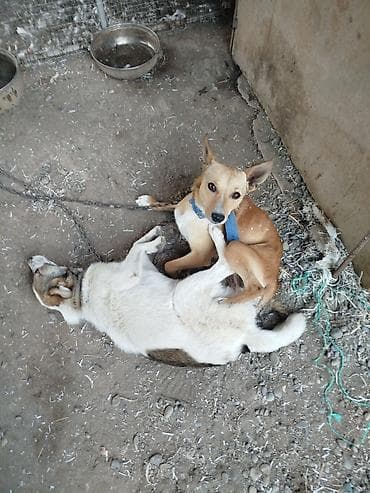 afkalka iti kim satır: Peyvəndli — 2