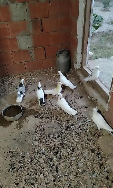 qus nömreleri: Tergizilme damazliq quslardi 4 erkey 3 maya qiymete gore heckim — 2