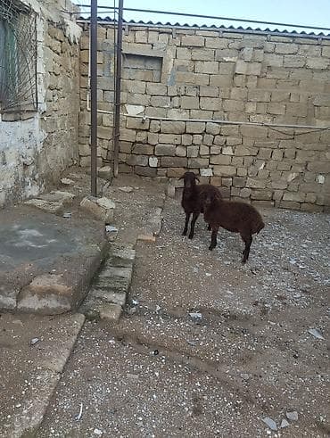 ev iti ucuz: Bir erkek bir dişi Qala quzusu cütü 550 manata tək satilmir .qiymət — 5