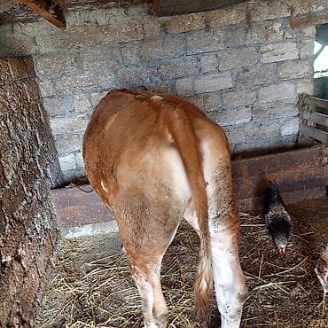 bakida it bazari hardadir: Qaramal – disi dana/sımmental Xüsusiyyətlər: - Rəng: qırmızı-ağ (baş — 3