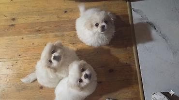 it sahibləndirilir: Pekines, 2 ay — 1