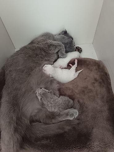 şotland pişik: Pişiklər — 2