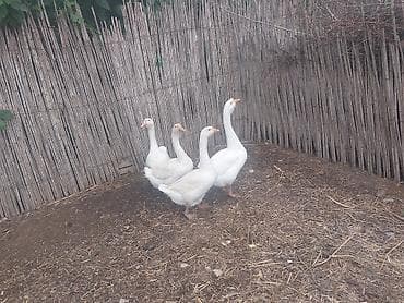 Dişi, | Linda, Yumurtalıq, Ünvandan götürmə, Pulsuz çatdırılma, Ödənişli çatdırılma