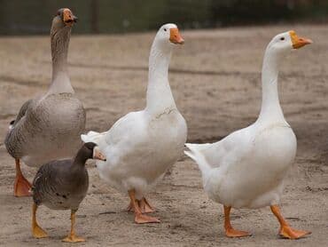 Dişi, Damazlıq, Ödənişli çatdırılma
