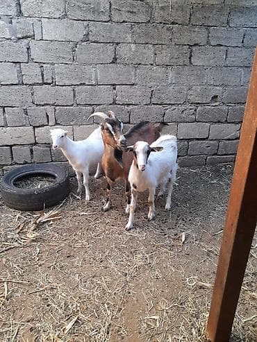 afçarka balaları: Alpen keçisi Balaları Sanenle qarışıqdı balasının biri dişi biri erkek — 3