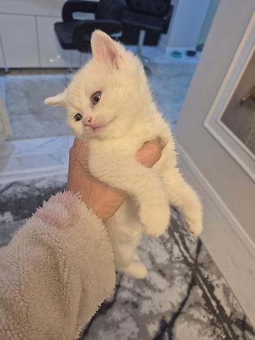 heyvan geyimi: Şotland — 8