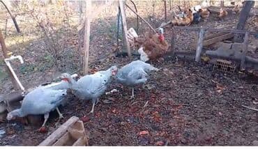 Şəkildə gördüyünüz kanada cinsli Hinduşkaların yumurtaları