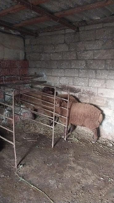 Qurbanlıq quzular. Qala cinsi. Kürxəxanıda yerləşir. Buraz yazmayın lalafo.az -da Qurbanlıq quzular. Qala cinsi. Kürxəxanıda yerləşir. Buraz yazmayın