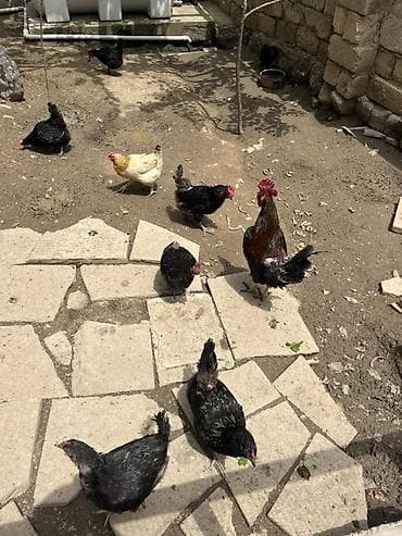 Toyuq, Damazlıq