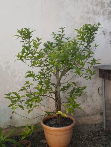 куплю комнатные растения: Sitrus ağacı saksıda - Bitki: Sitrus (limon/portağal tipli) ağacı - — 1