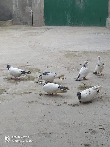 Göyərçin 6 ədəddir 2 cütdi 2 cü baladi 2 tək təkdir ünvan hökməli