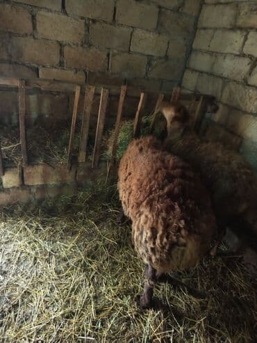 balasina sud vermeyen qoyuna ne deyirler: Erkek toglu Yem heyvanidir diri çəki 55-60 kq — 3