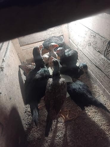 sort toyuq: Toyuq cücələri, Ətlik — 4