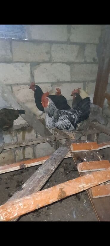 sumatra toyuqlari: Toyuq, Yumurtalıq, Ünvandan götürmə — 3