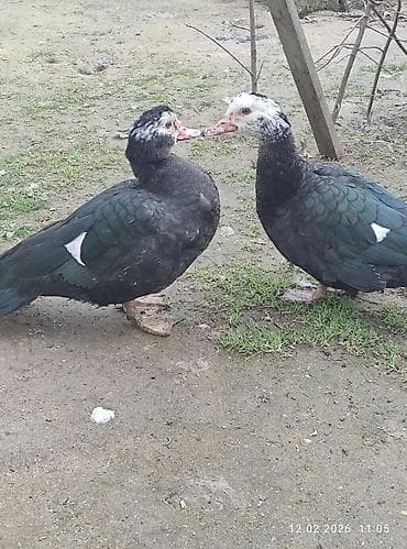 ördək qiyməti: Zümrüdü lal ördək,biri ərkey biri dişidi.7 ayliqdi.Ev heyvaniditam — 6