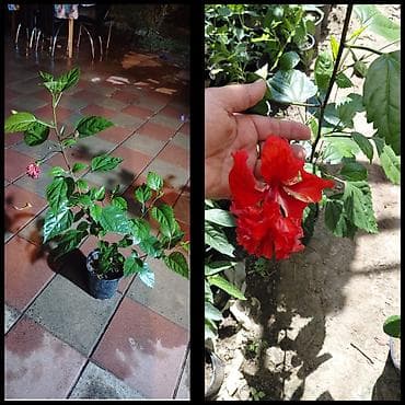 bitki: Qırmızı ətirşah hibiskus (Hibiscus rosa‑sinensis) – qapalı və açıq — 1
