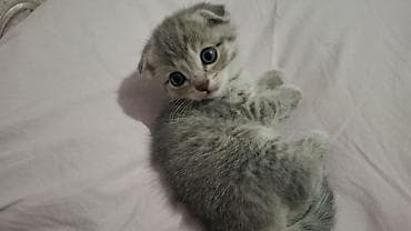 Heyvanlar üçün mallar: Britain Şotland Bala Pişikler Satılır! 5 denedir 1ay 10gunluy — 2