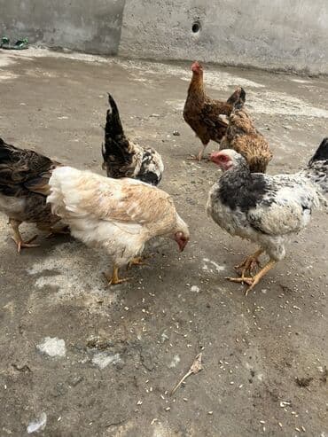 Cücələr: Toyuq, Yumurtalıq, Ünvandan götürmə — 2