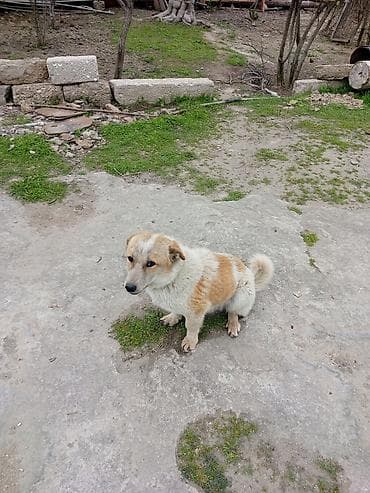 taksa iti satilir: 9 ay, Erkek, Peyvəndli, Ödənişli çatdırılma — 4