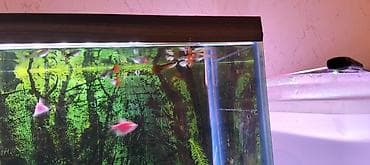 Balıqlar: Quppi, Sülhsevər, Ünvandan götürmə — 2