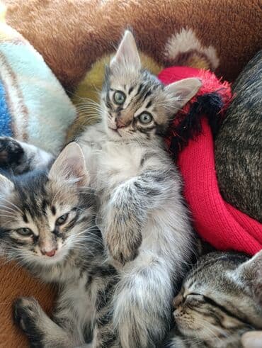 кот в добрые руки: В добрые руки — 7