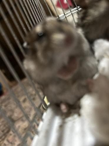 norka heyvan: Dwarf hamster (cücə hamster) – oyuncaq kimi kiçik, mehriban və baxımı — 6