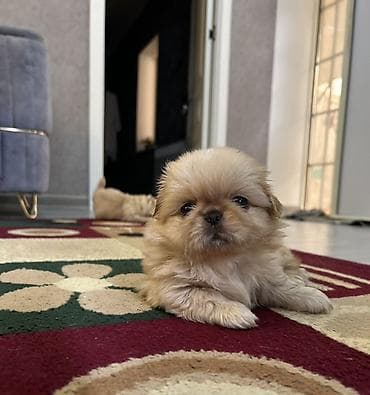 it cinsi adlari: Pekines — 7