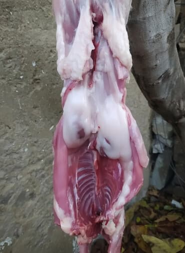 baliq topdan satis: Dovşan eti halal kesilmiş halal ceki 1 ededi gelir 1k.800q. 1k.500q — 1