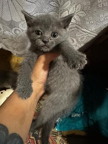 sarı pişik: Yaxşı əllərə — 1