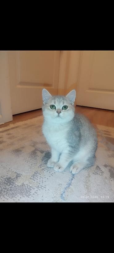 pişim: Yaxşı əllərə — 5