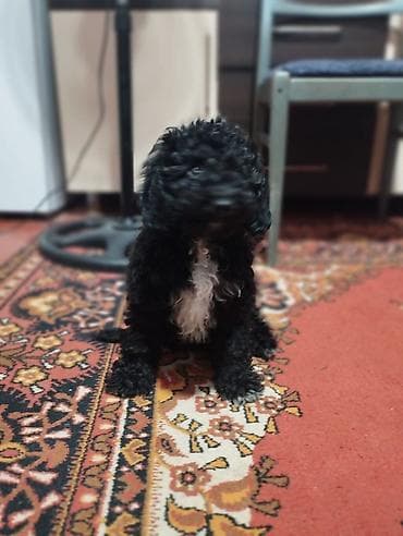 Pudel, 3 ay, Erkek — 9