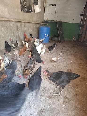 heyvan qəfəsi: 10 toyug 10 manatdan 1 xoruz 25 m 14 colpa 7 m 1 toyug 6 balsiyla 25 — 2