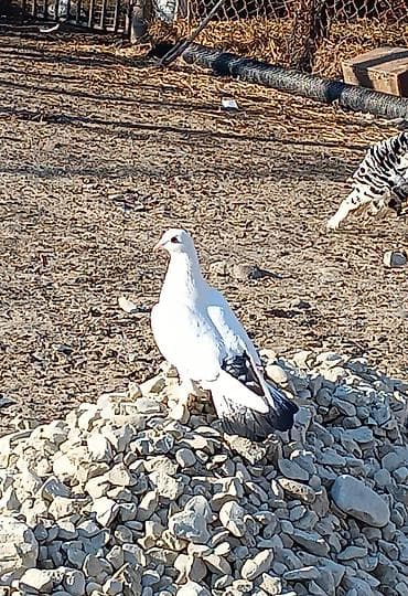 Heyvanlar üçün mallar: Hazır maya — 1