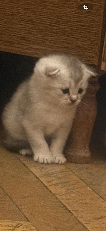 K/t heyvanları və malları: Şotland yastı qulaq — 2