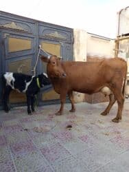 Inəklər, öküzlər: Inəklər, öküzlər — 2