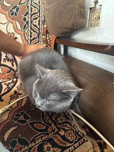 pişik tap az: Şotland, Erkək, Ünvandan götürmə — 2