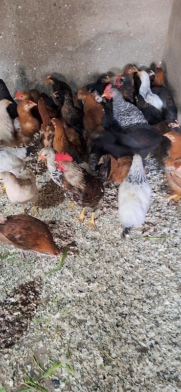 kənd çolpası: Toyuq, Damazlıq — 2