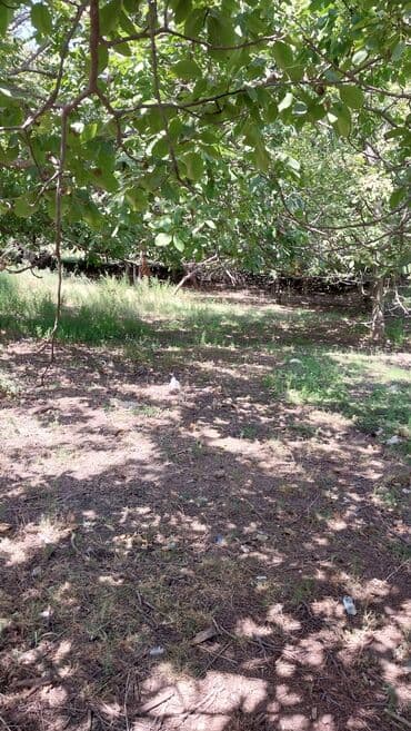 binə atçılıq torpaq satılır: 8 sot, Tikinti, Maklerlər narahat etməsin, Kupça (Çıxarış) — 5