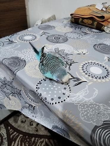 muhabbet kuşu satış: Bir Cüt Qəfəslə Birlikdə Hazır Maya Papuqay Satılır Dişi Quş Hal — 5