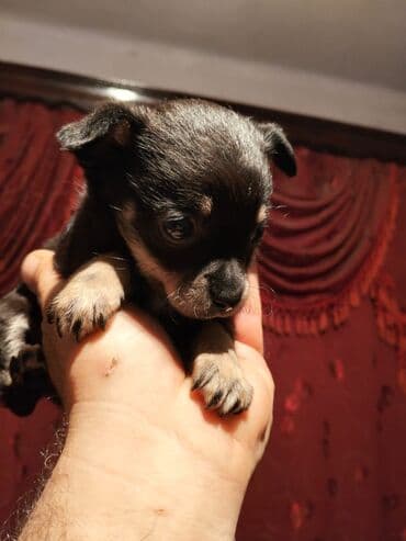 i̇tlər pitbul: Çixuahua — 1