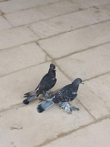 goyərcin damı: Cüt rəngarəng göyərçin - Növ: dekorativ/oyun göyərçinləri, lələkli — 2