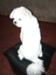 ev itləri ucuz: 8 ay, Erkek, Peyvəndli, Ödənişli çatdırılma — 2